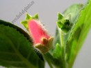 NEW - Kohleria Nasca