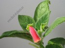 NEW - Kohleria Nasca