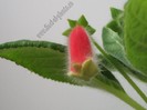 NEW - Kohleria Nasca