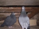 Albastru . 2011 . Mascul