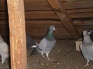 Albastru . 2011 . Mascul