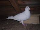 Alb . 2010 . Mascul