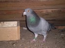 Albastru . 2011 . Mascul
