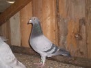 Albastru . 2011 . Mascul