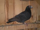 Negru . 2011 . Mascul