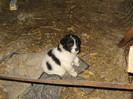 mascul 1 luna