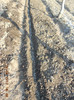 semanat mazare 15.03.2012