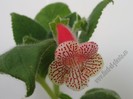 NEW -Kohleria Nasca