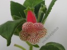 NEW -Kohleria Nasca