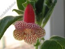 NEW - Kohleria Nasca