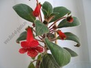 Kohleria Emil
