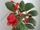 Kohleria Emil