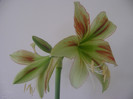 Hippeastrum Viridi Rascal