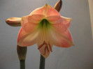 poze 2008