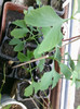ginko-billoba