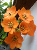 ornithogalum dubium