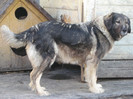 molda
