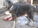 rares mascul