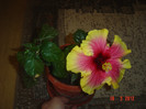 poze 230