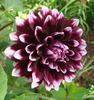 DAHLIA Mystery Day