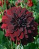 DAHLIA arabian night