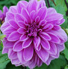 DAHLIA Lilac Time