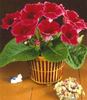 GLOXINIA Etoile de Feu