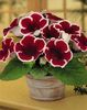 GLOXINIA Kaiser Friedrich