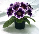 GLOXINIA Kaiser Wilhelm