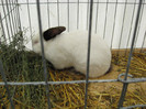 Picture 329