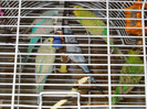 DSCN0385