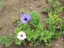 anemone