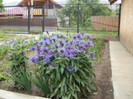 centaurea montana