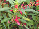 crocosmina