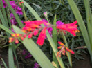 crocosmina
