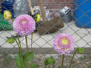 dalie pompon