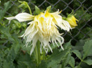 dalie cactus alba