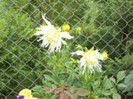 dalie cactus alba