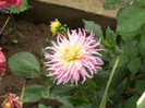 dalie cactus roz