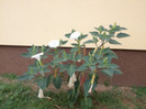 datura alba
