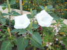 datura alba