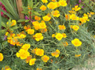 esoltia