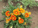 gazania