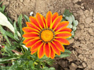 gazania