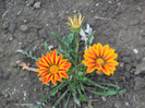 gazania