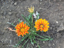 gazania