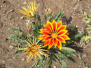 gazania