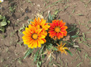 gazania