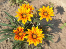 gazania