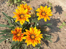 gazania